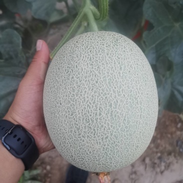网纹瓜