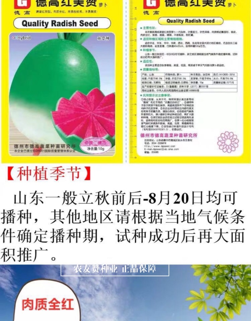 红美赞萝卜种子不易裂皮心里美萝卜种子甜脆满堂红萝卜种