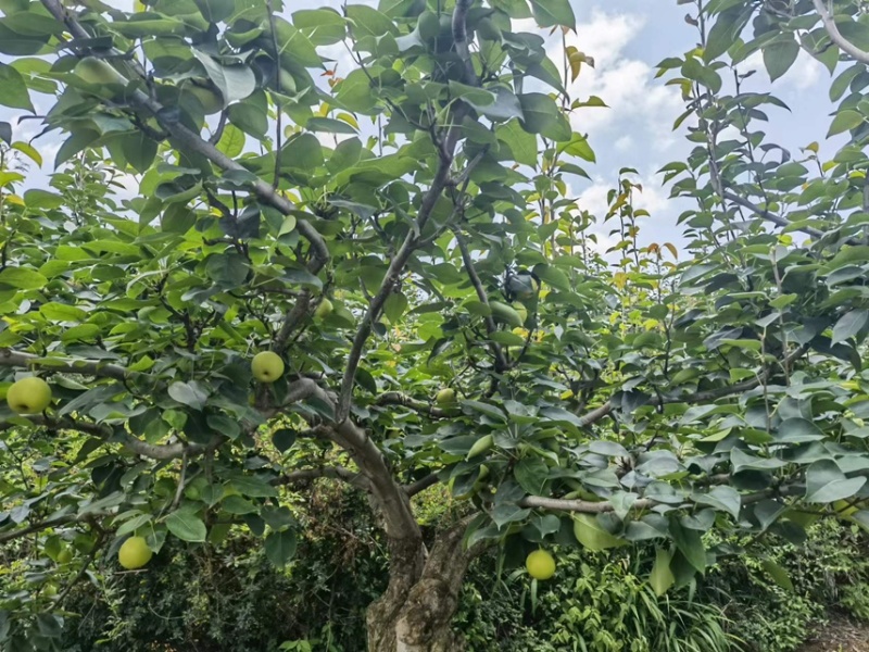 云南优质红梨早白蜜