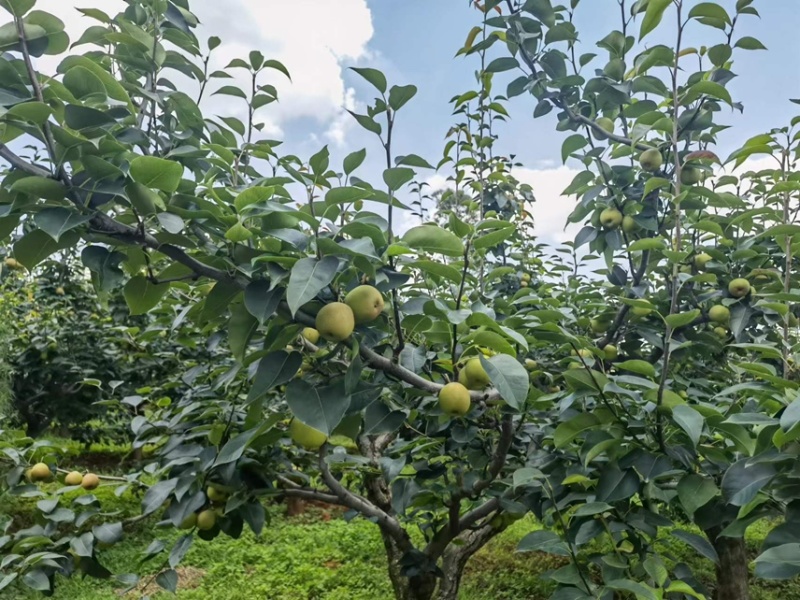 云南优质红梨早白蜜