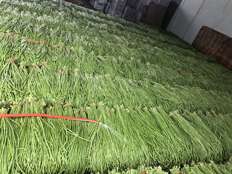 展示豆角在恒温冷库中整齐摆放的仓储场景 豆角冷藏仓库场景