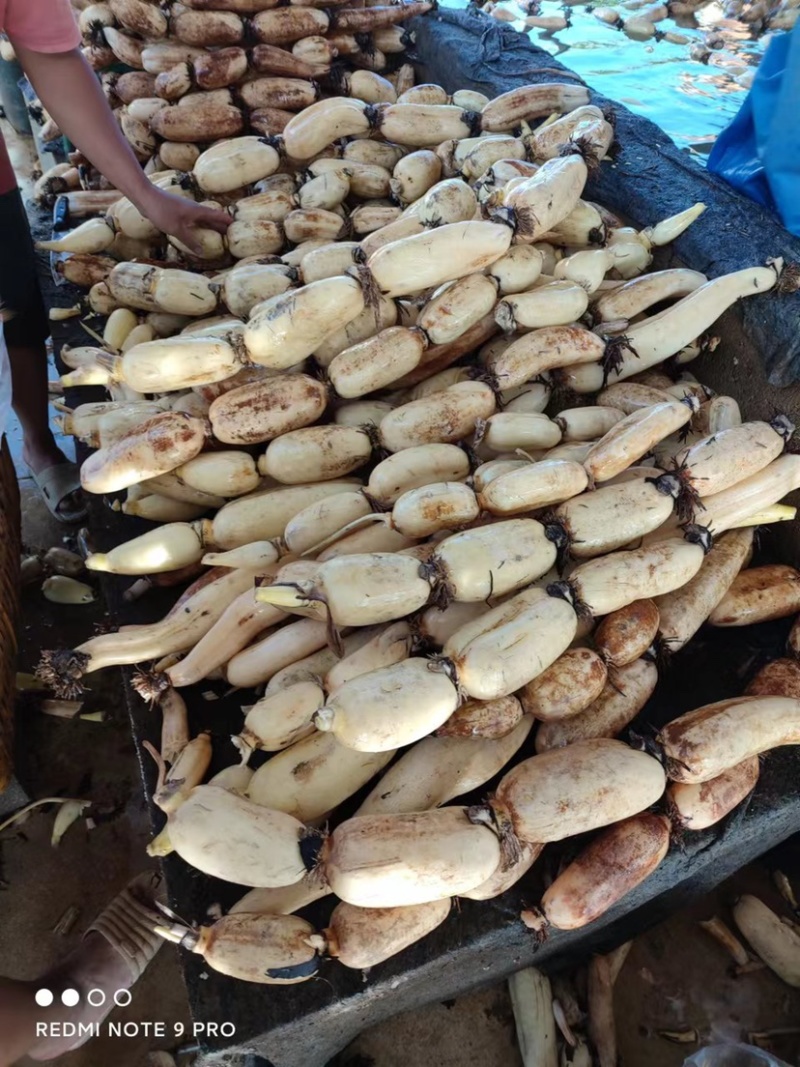 万亩白莲藕大量上市了，大量的老板看过来，有货