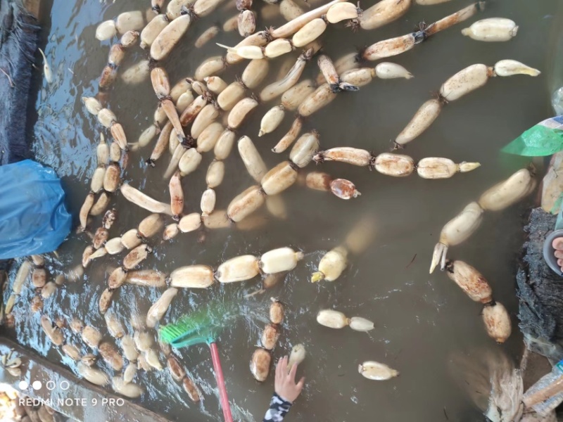 万亩白莲藕大量上市了，大量的老板看过来，有货