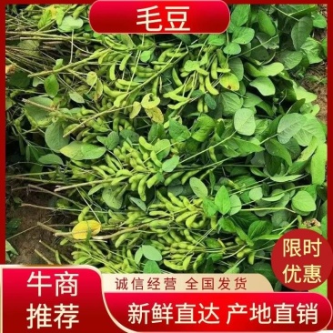 优质毛豆全国发货基地直供诚信经营货源充足