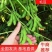 精品毛豆徐州沛县毛豆翠绿宝绿宝石基地直供