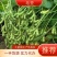 （精品毛豆）徐州沛县毛豆，全国发货，翠绿宝，绿宝石，