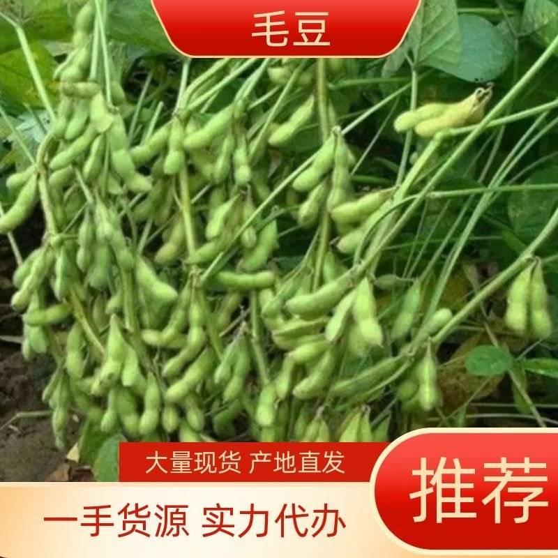 （精品毛豆）徐州沛县毛豆，全国发货，翠绿宝，绿宝石，