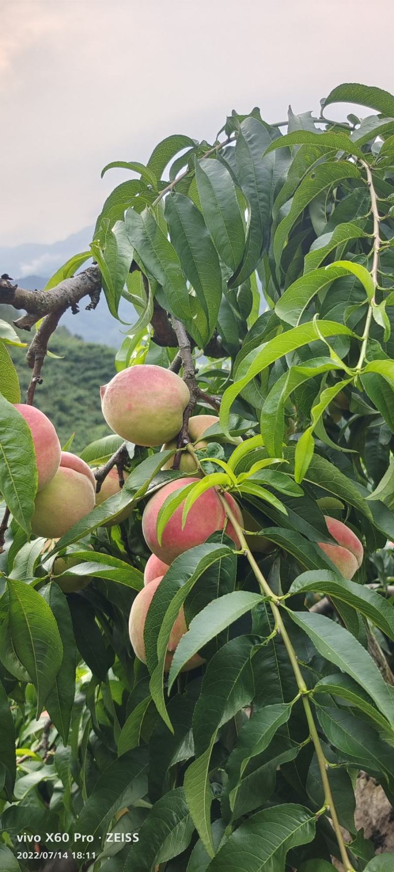 四川省绵阳市，平武县响岩镇，清水蜜桃