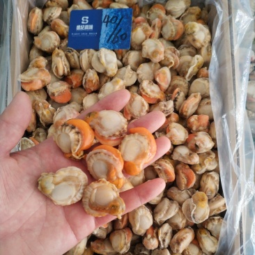 原汁扇贝肉正宗长岛红贝带黄率高每件2包10斤/件