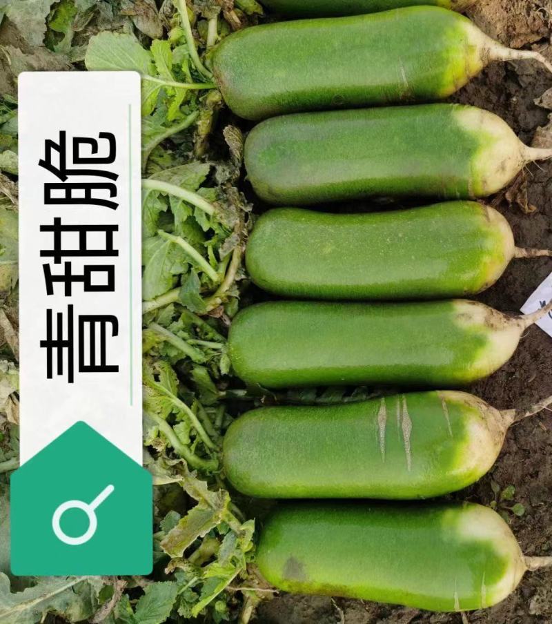一代杂交青水果萝卜种子生肓期68天左右口感甜脆多汁