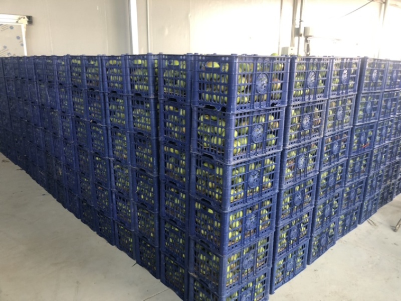 山西省运城市盐湖区龙居镇美玉一抹红晕果库红香酥
