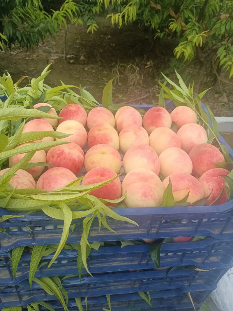 大久宝