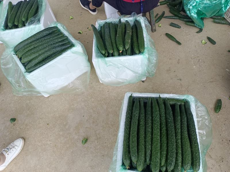 黄瓜大量供货基地直供