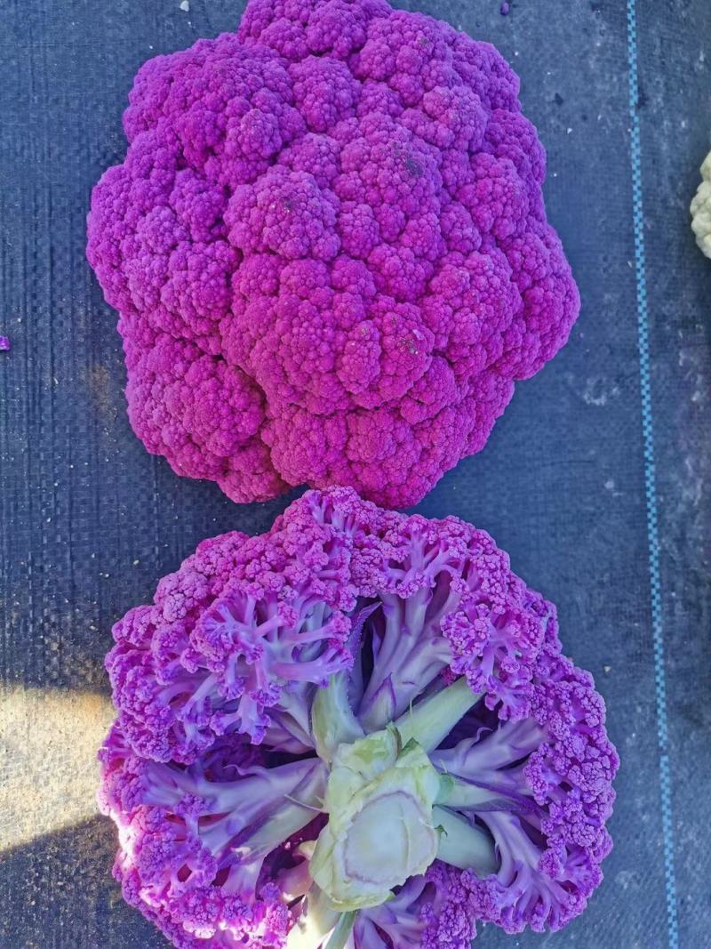 黄花椰菜种子松花菜种子紫花椰菜种子营养丰富口感脆嫩