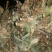 菠萝苗，凤梨南方俗称（旺来），整棵出售，成活率高