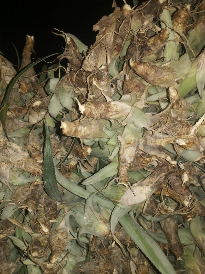 菠萝苗，凤梨南方俗称（旺来），整棵出售，成活率高