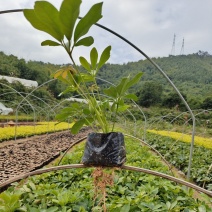 【热销】鸭脚木/鹅掌柴，有澳洲的，5斤袋，7斤袋