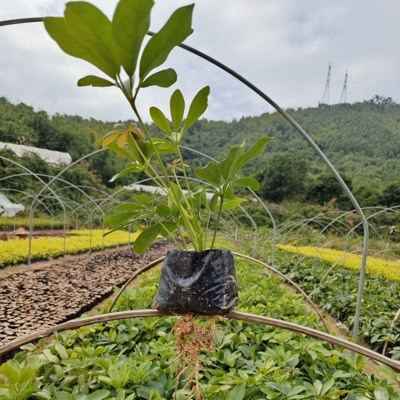 【热销】鸭脚木/鹅掌柴，有澳洲的，5斤袋，7斤袋