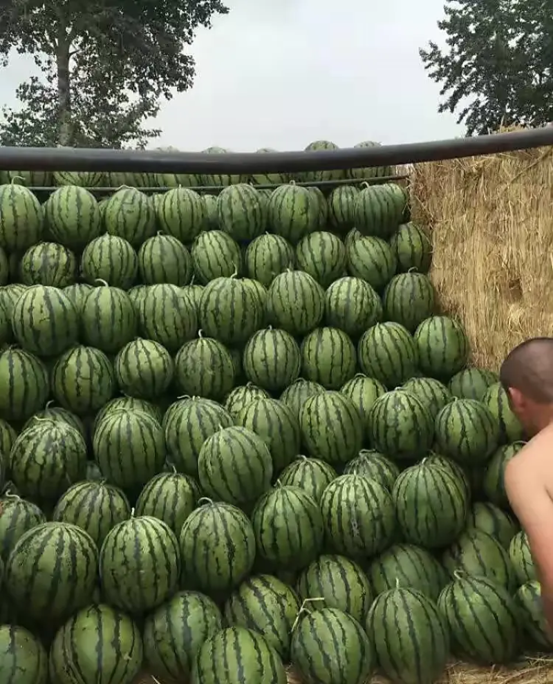 地雷西瓜精品吉林西瓜大红瓤产地代办诚信经营欢迎联系