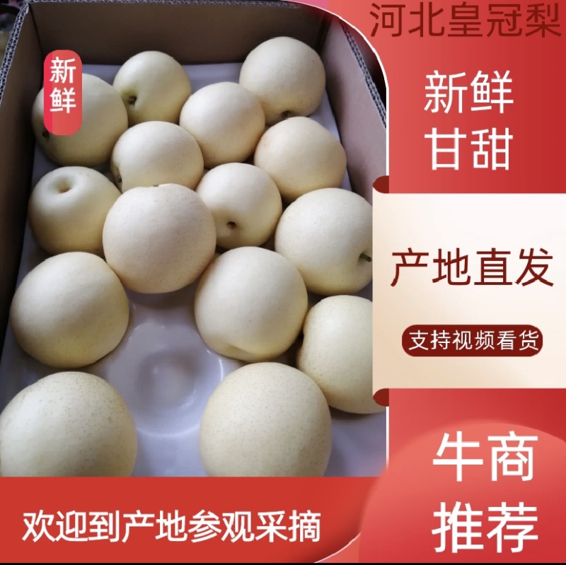河北皇冠梨大量上市产区直发适合各大市场超市电商批发