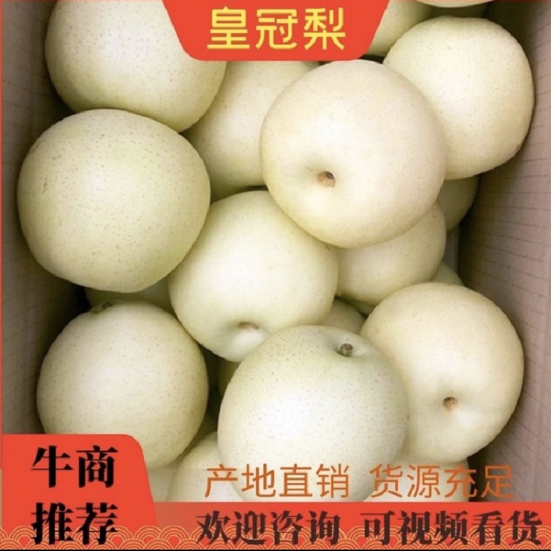 河北皇冠梨大量上市产区直发适合各大市场超市电商批发