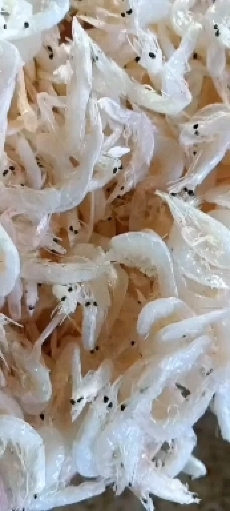 长年批发各种海产品干货，纯一手货源，全国各地发货。