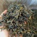 凤凰单丛茶潮州凤凰鸭屎香单枞茶浓香型鸭屎香茶叶高山单枞茶