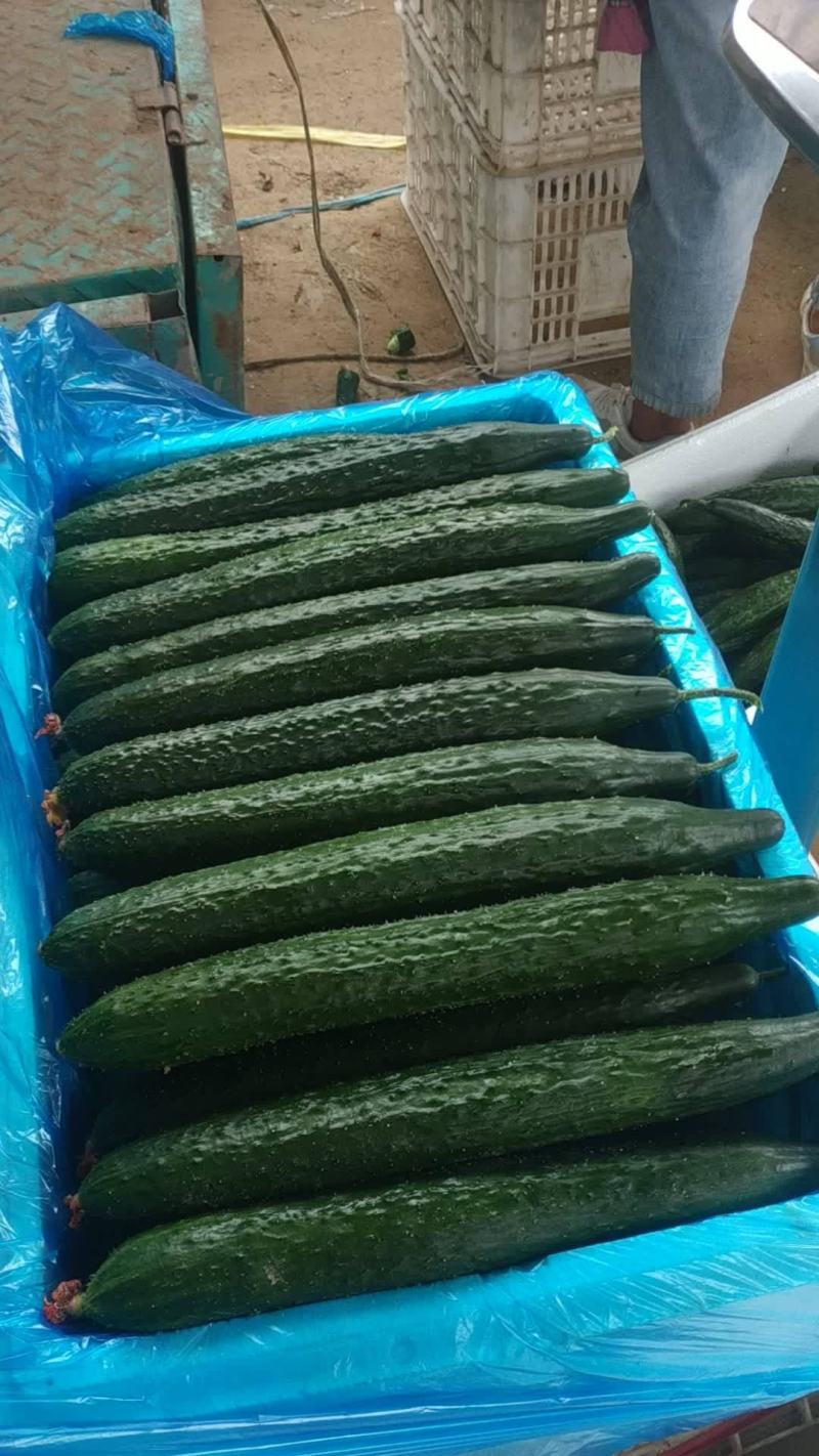 莘万亩蔬菜大棚基地预售收黄瓜.无丝豆黄皮椒月份上市