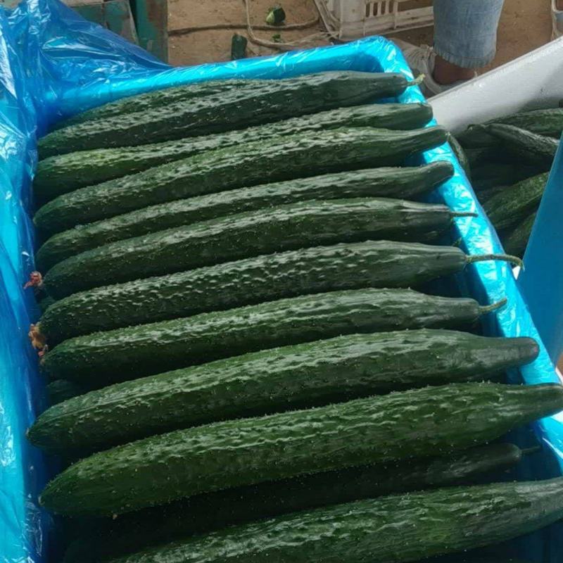 莘万亩蔬菜大棚基地预售收黄瓜.无丝豆黄皮椒月份上市