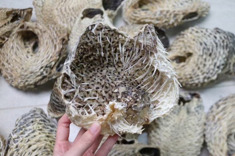 大号刺龟鱼皮一斤3-4个短刺新鲜形状好看个个都漂亮新鲜颜