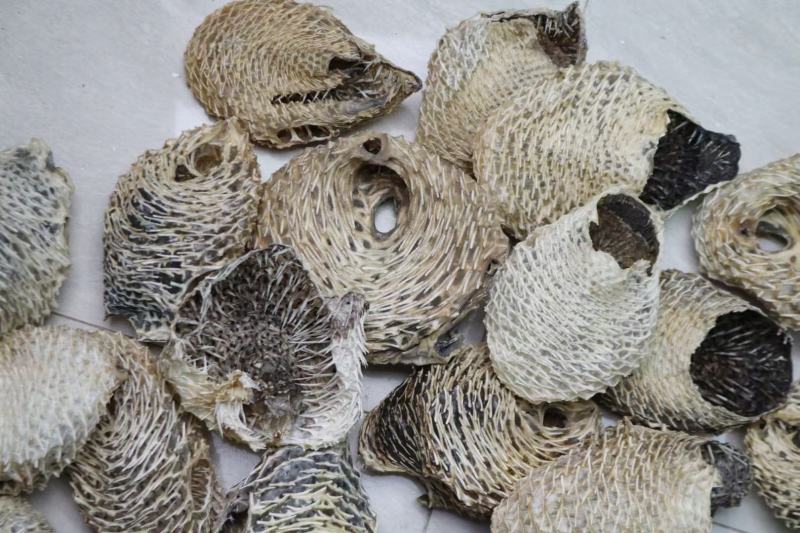 大号刺龟鱼皮一斤3-4个短刺新鲜形状好看个个都漂亮新鲜颜