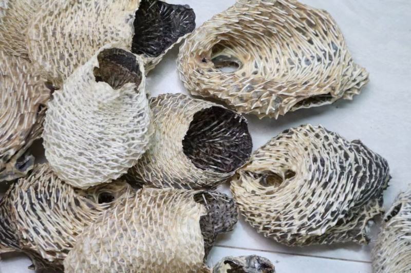 大号刺龟鱼皮一斤3-4个短刺新鲜形状好看个个都漂亮新鲜颜