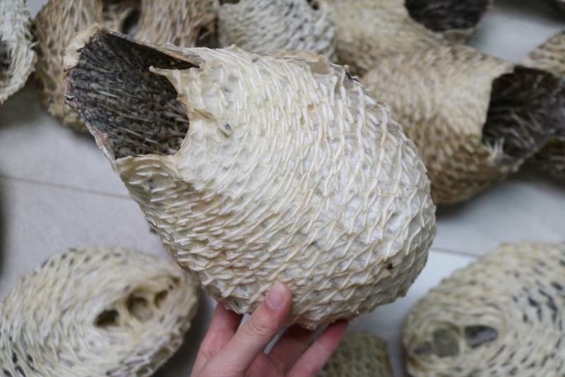 大号刺龟鱼皮一斤3-4个短刺新鲜形状好看个个都漂亮新鲜颜