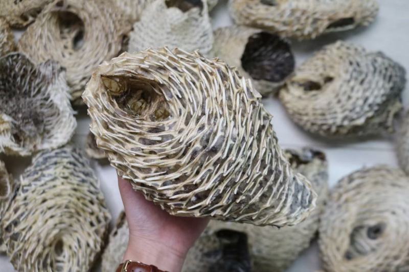 大号刺龟鱼皮一斤3-4个短刺新鲜形状好看个个都漂亮新鲜颜