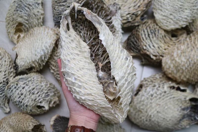大号刺龟鱼皮一斤3-4个短刺新鲜形状好看个个都漂亮新鲜颜