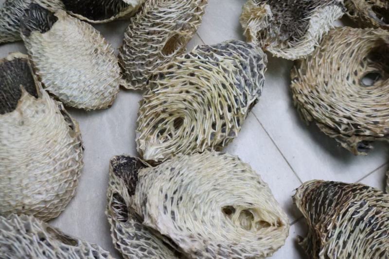 大号刺龟鱼皮一斤3-4个短刺新鲜形状好看个个都漂亮新鲜颜