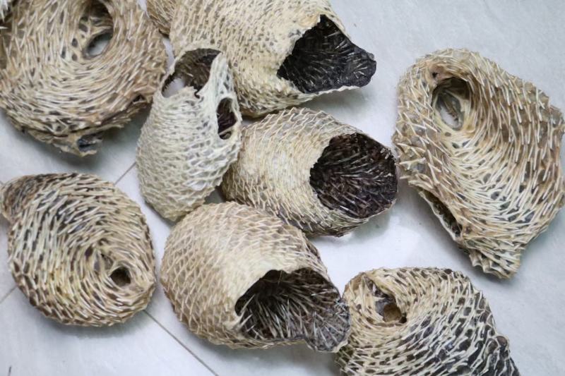大号刺龟鱼皮一斤3-4个短刺新鲜形状好看个个都漂亮新鲜颜