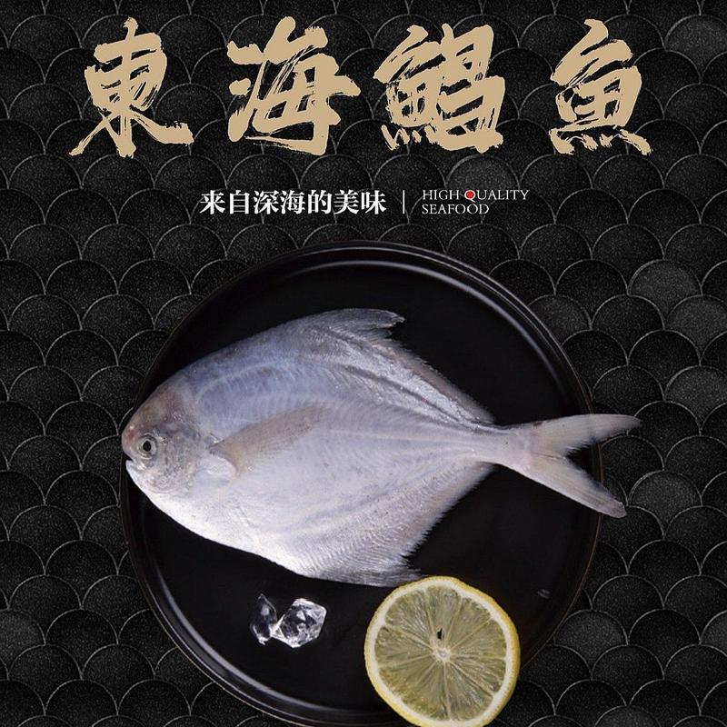 浙江东海白鲳鱼银鲳一手货源实力厂家对接大型批发商