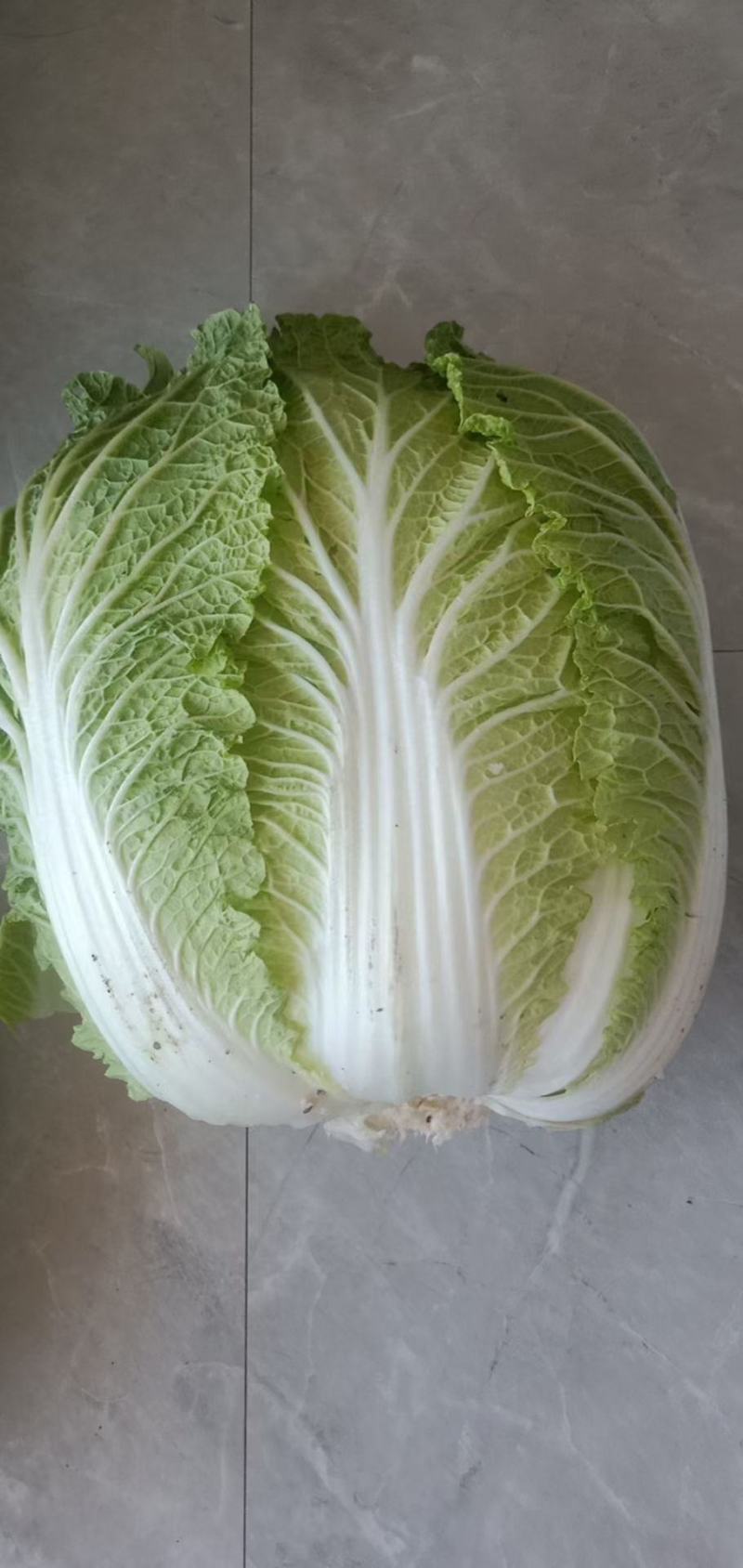 内蒙古玲珑黄白菜随行就市现摘现发商超品质