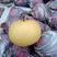 （精选）河北圆黄梨，大量上市皮薄多汁价格美丽，可视频看货