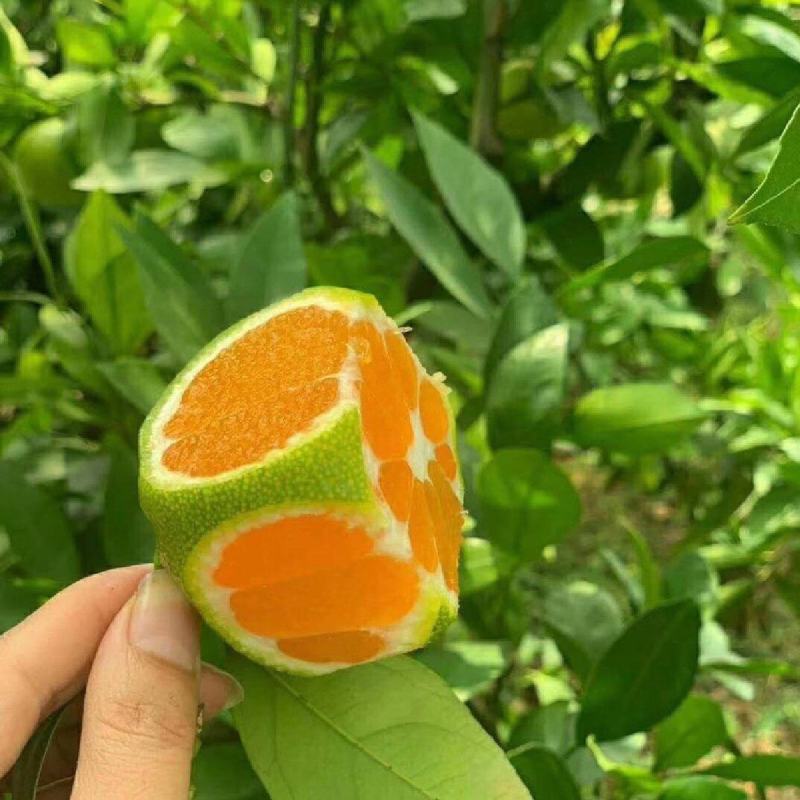 高山特早蜜桔大量上市中，欢迎来电洽谈合作质量保证