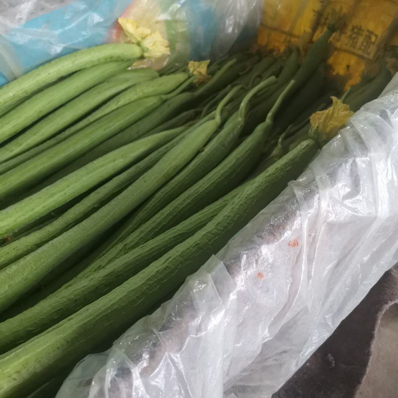 (精选推荐)鲜花丝瓜，山东丝瓜，货源充足，价格优美