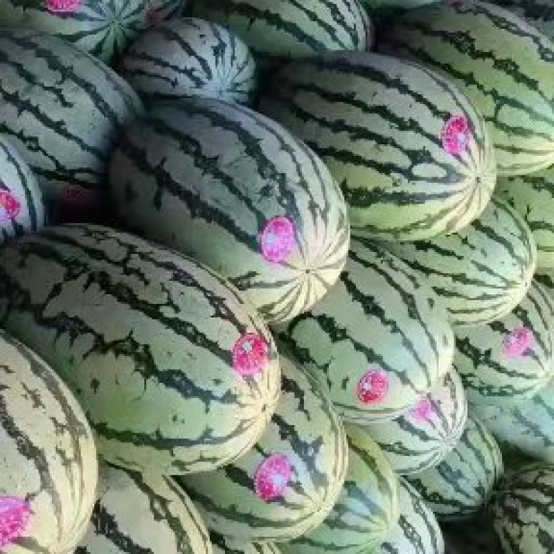 定襄西瓜