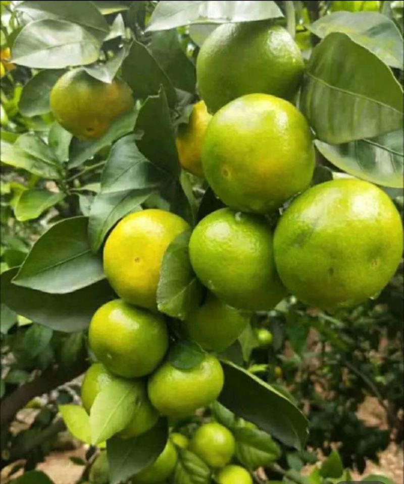 高山特早蜜桔大量上市中，欢迎来电洽谈合作质量保证