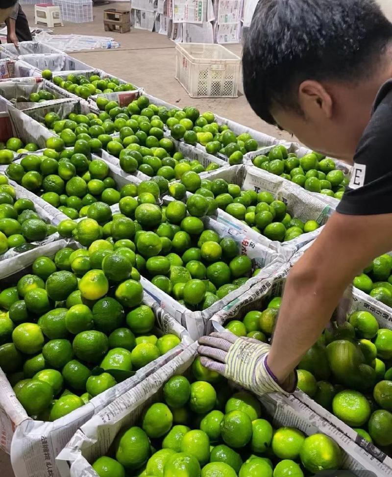 高山特早蜜桔大量上市中，欢迎来电洽谈合作质量保证