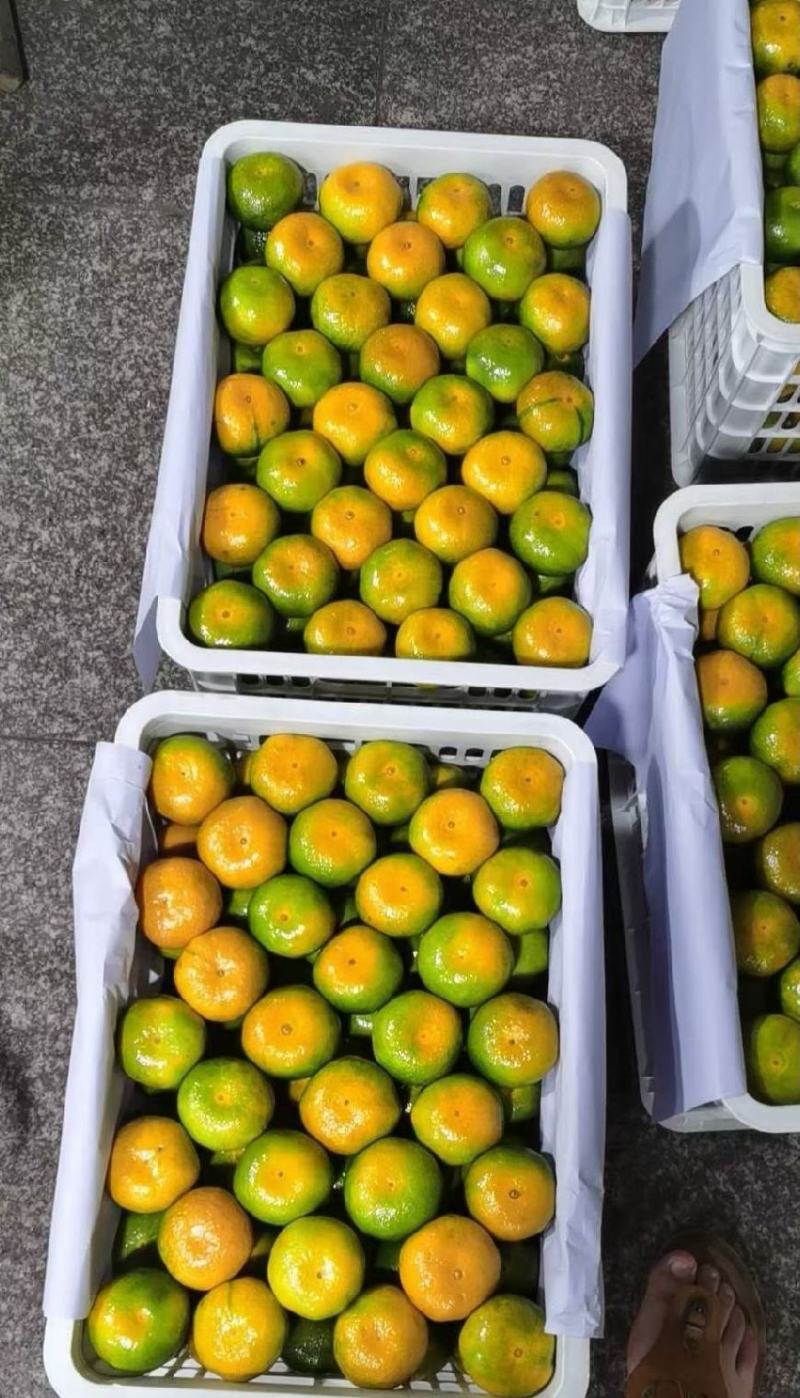 高山特早蜜桔大量上市中，欢迎来电洽谈合作质量保证