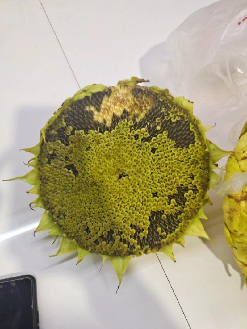 油葵1000亩出售