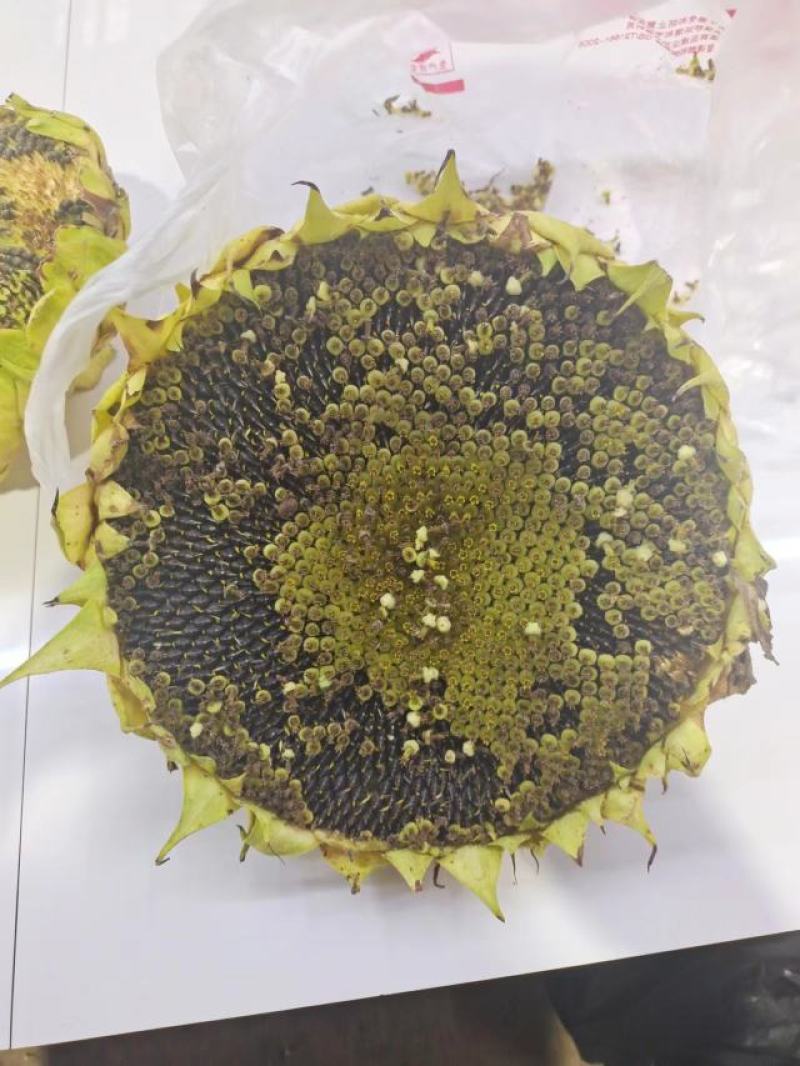 油葵1000亩出售