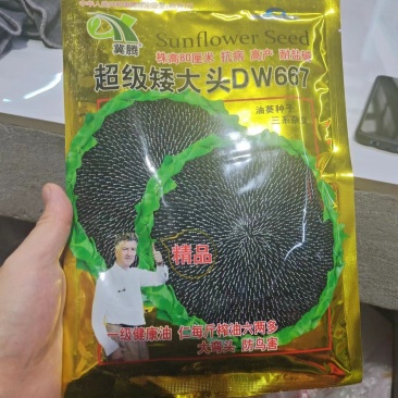 油葵1000亩出售