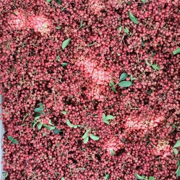 鲜红花椒